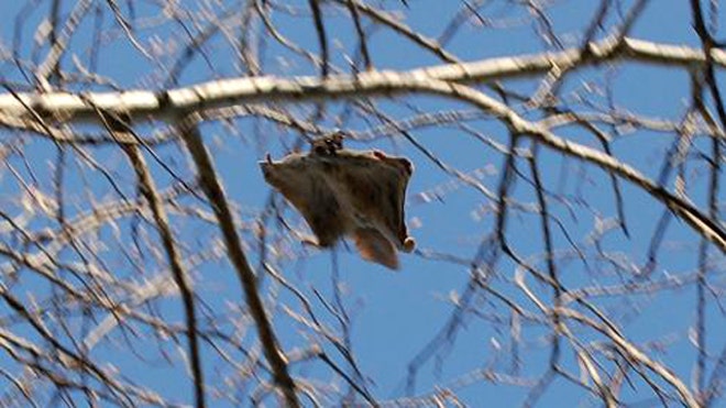 Flying Squirrel